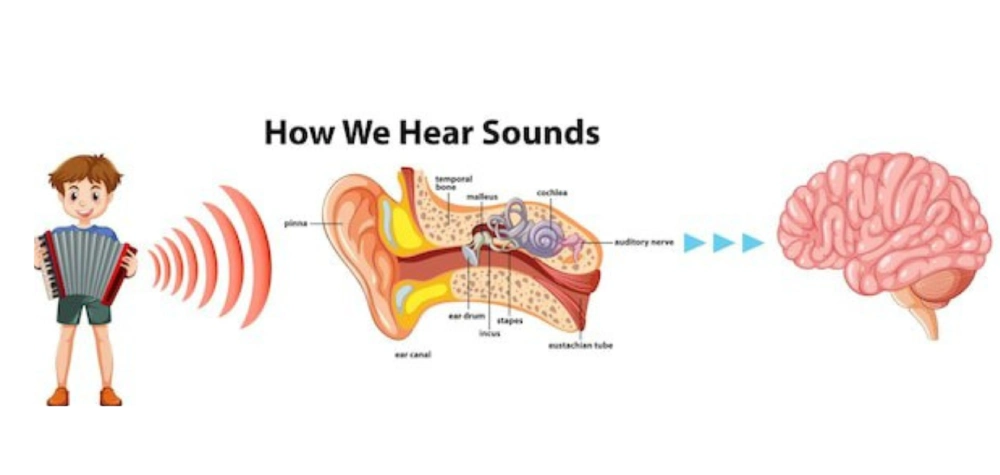 سیستم شنوایی