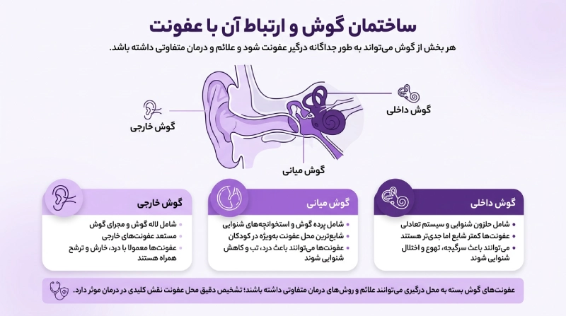 ساختمان گوش و ارتباط آن با عفونت